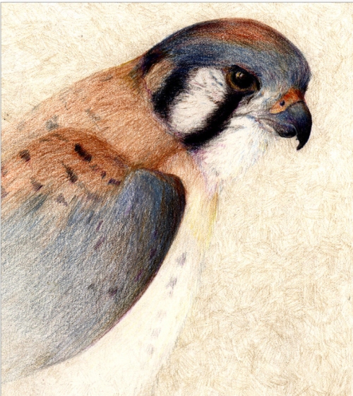kirstenbird